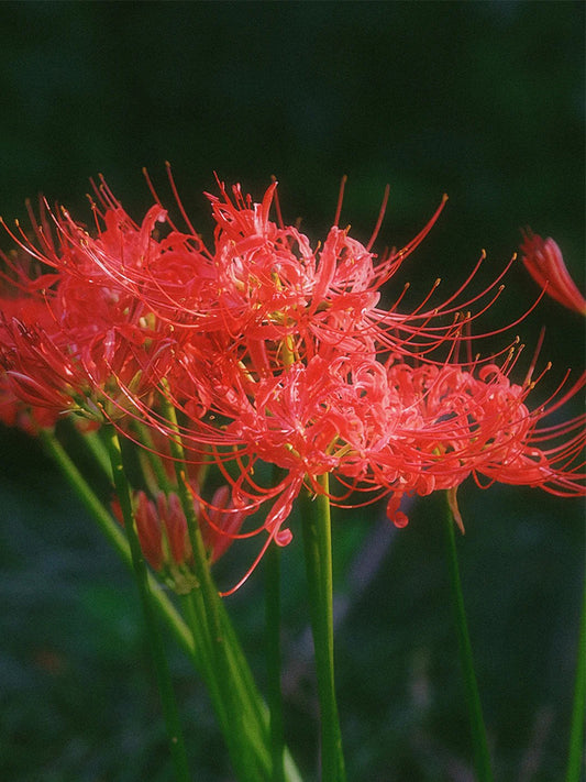 Lycoris radiata (Triploid)