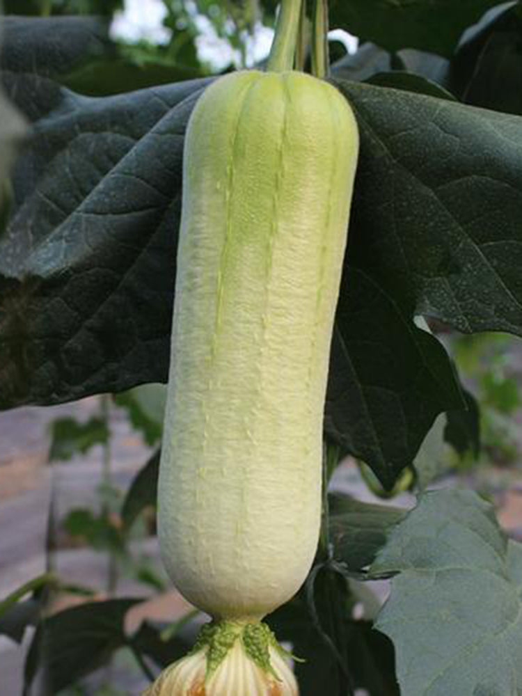 White Jade No.1 Luffa