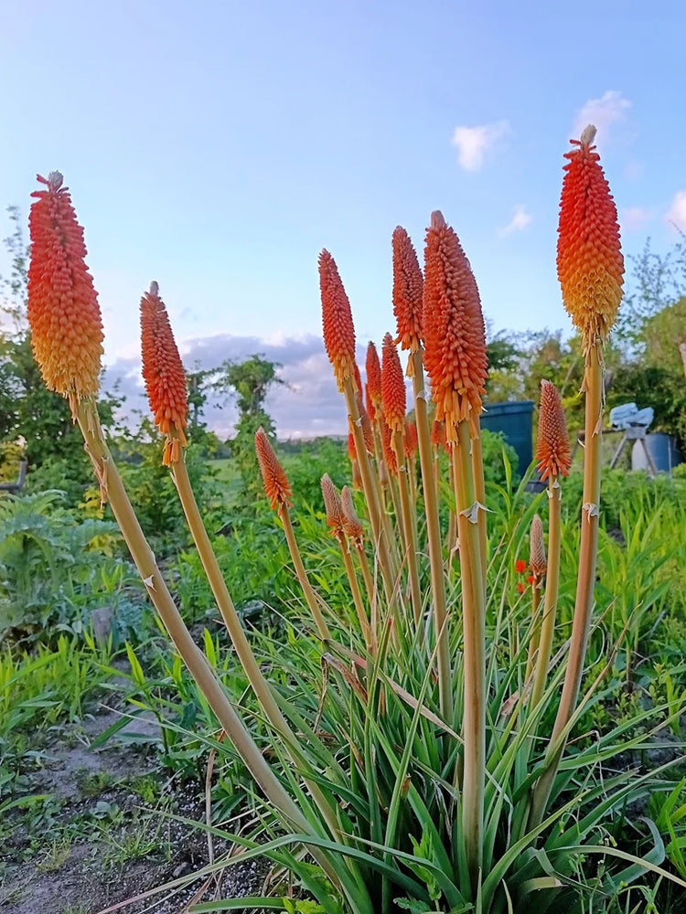 Torch Lily
