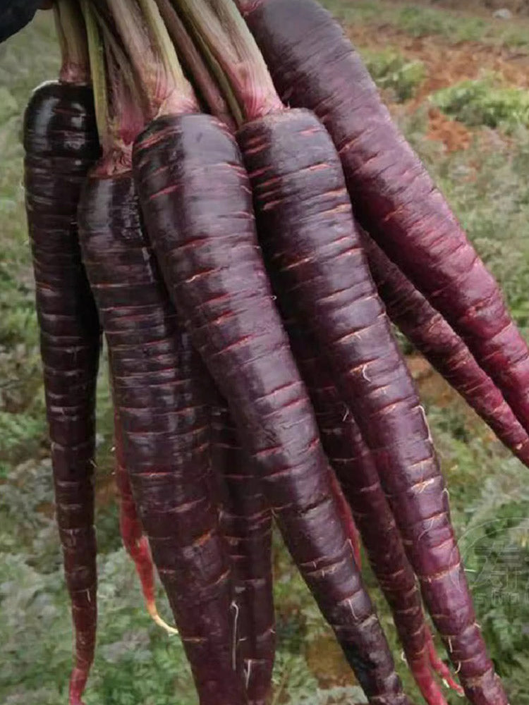 Blackish Purple Carrots