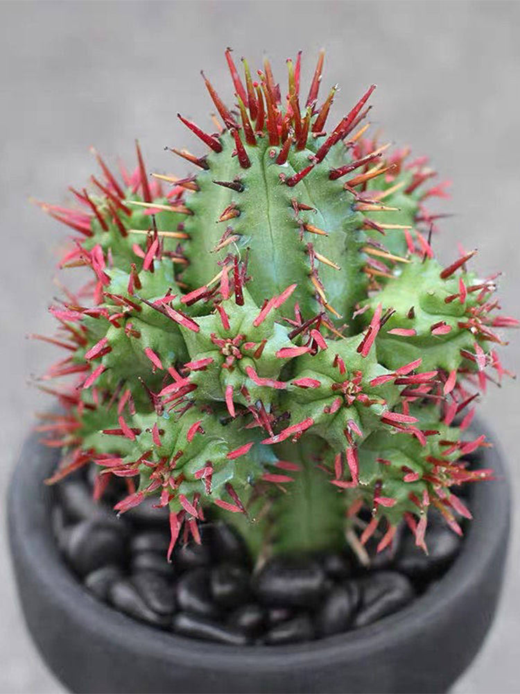 Pincushion Euphorbia