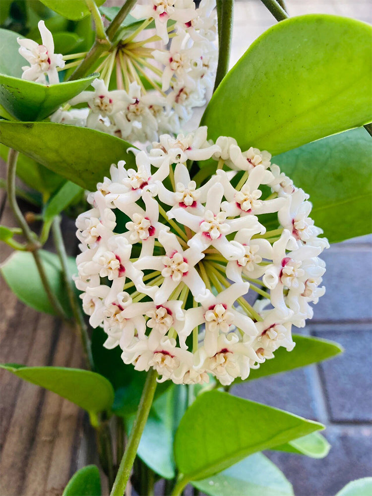 Hoya australis
