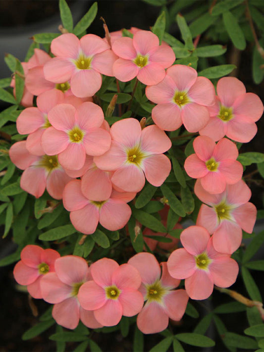 Oxalis obtusa Series Bulb - 'Grapefruit'