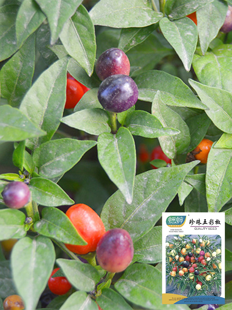 Pearl Multicolor Pepper (Capsicum annuum)