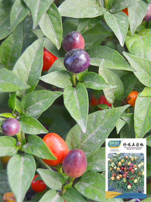 Pearl Multicolor Pepper (Capsicum annuum)
