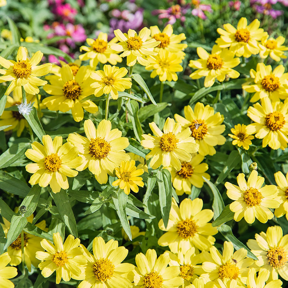 W1344 Zahara Yellow Zinnia