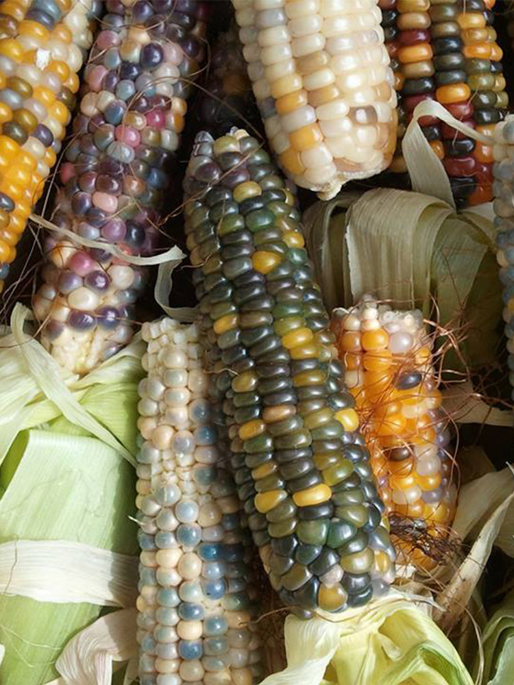 Glass Gem Corn