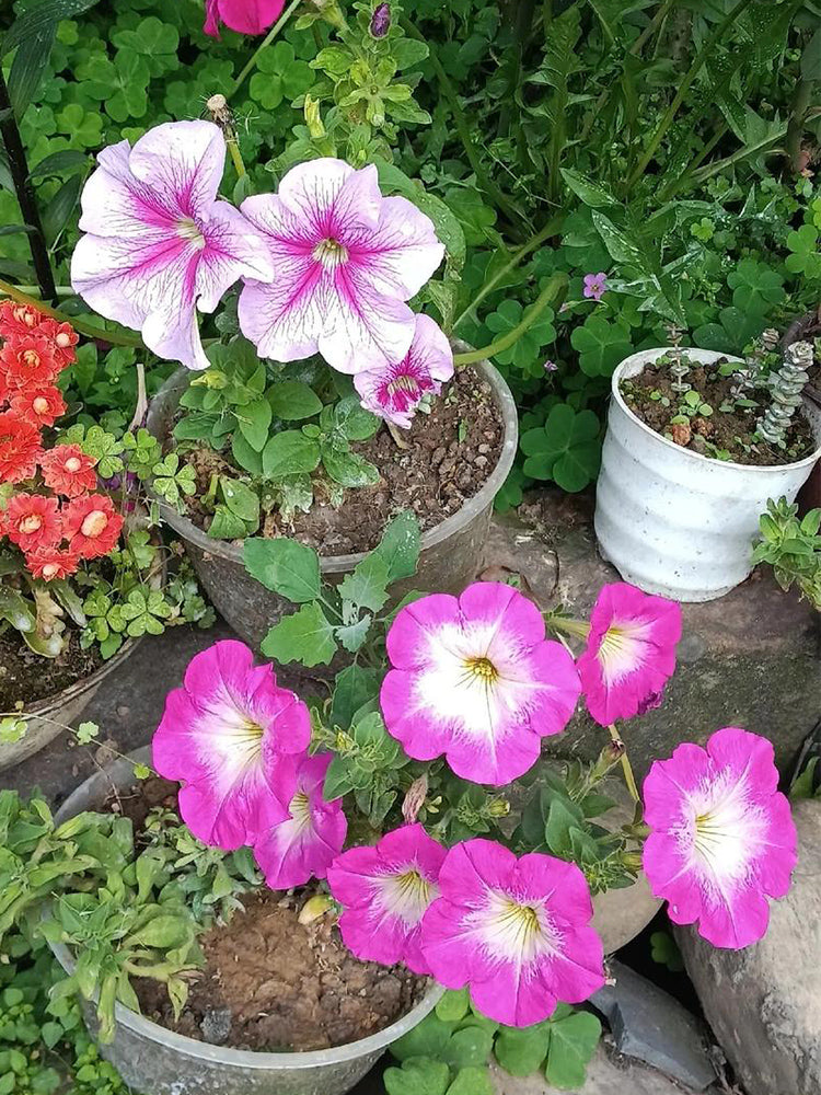 Hezhichun Mixed Color Petunia
