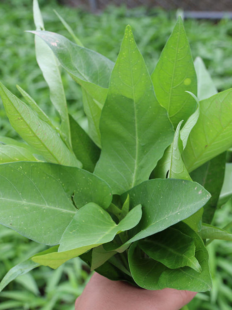 Large-Leaf White-Stem Water Spinach