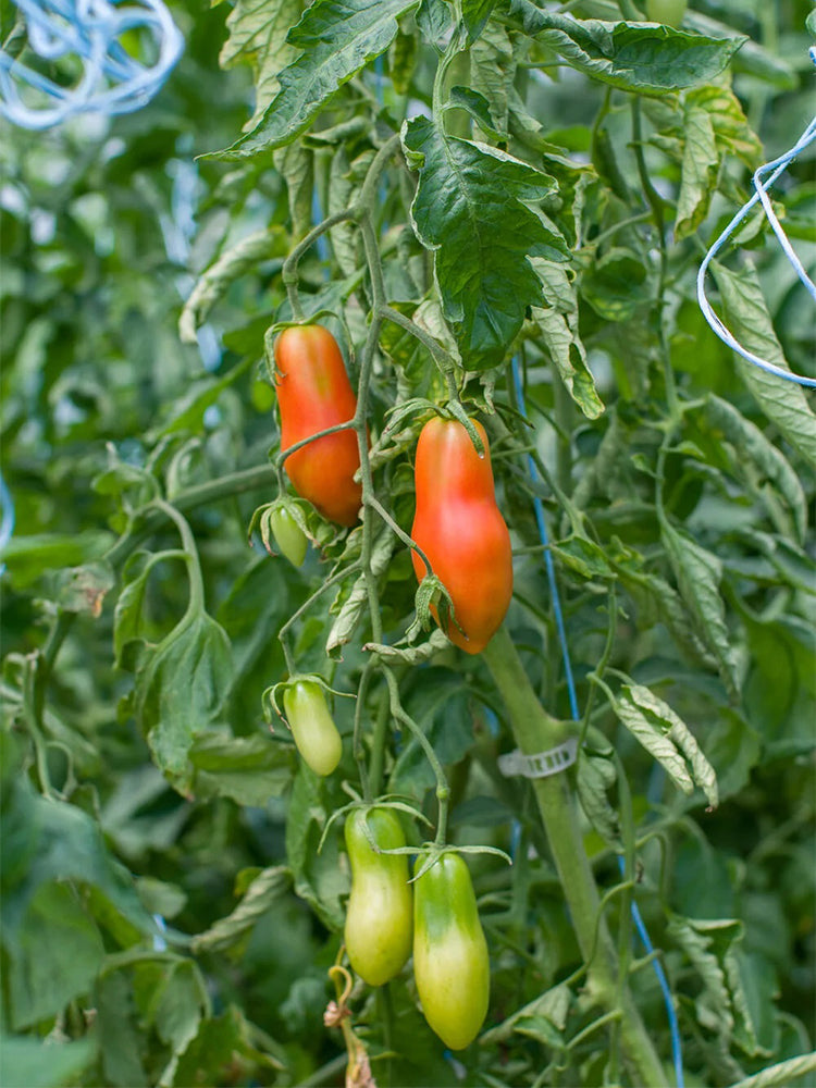 Ten Fingers of Naples Tomato