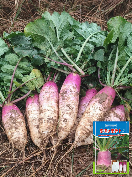 East Sea Fruit Radish