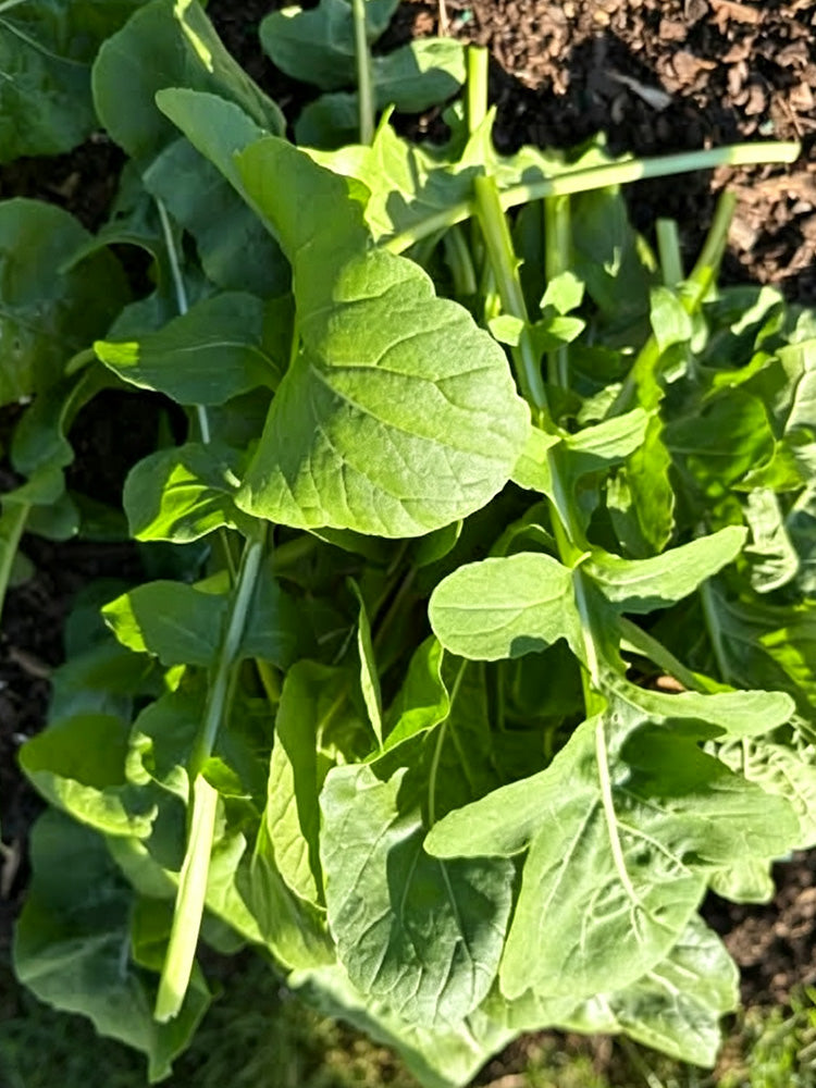 Large Leaf Arugula
