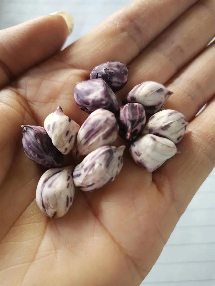 Rainbow Peanut