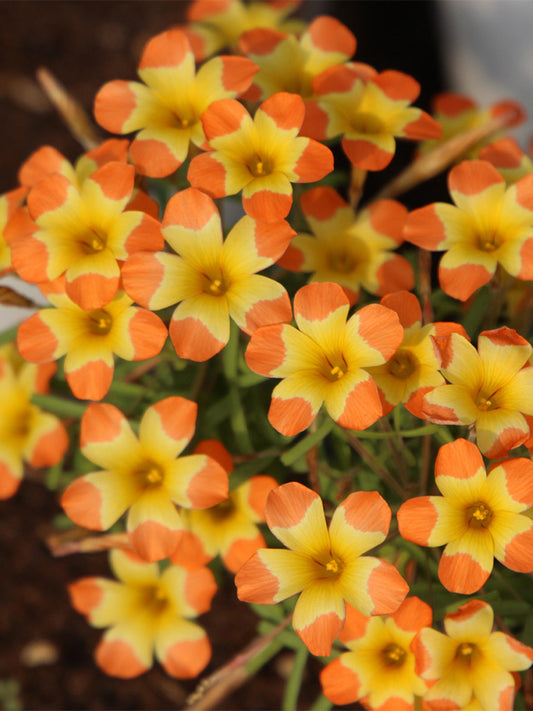 Oxalis 'Tricolor'
