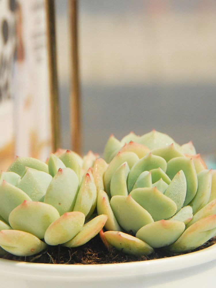 Echeveria cv. 'Love Song'