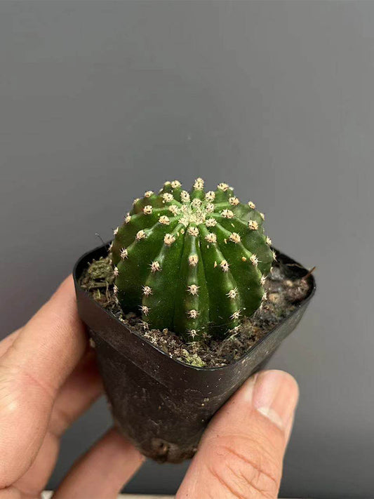Echinopsis Hybrid 'Heijingang'
