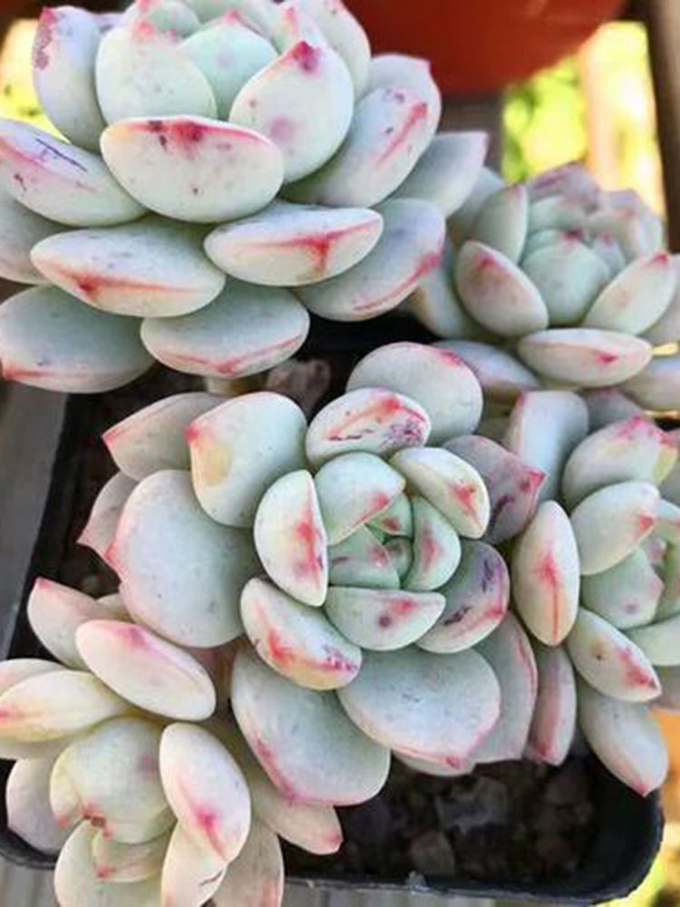 Echeveria Crassula Var 4.0