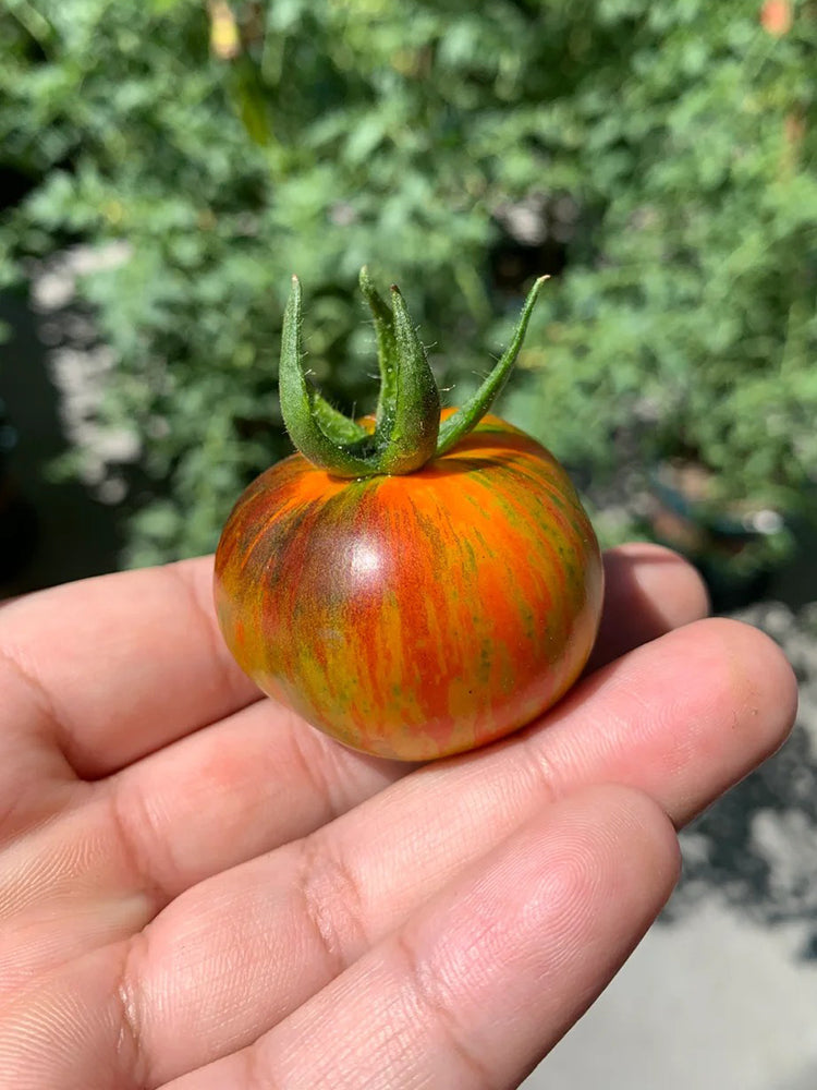 K Night Queen Tomato