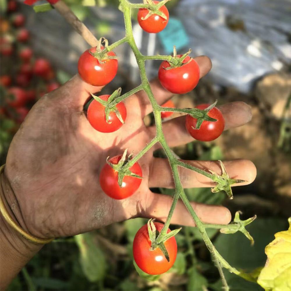 744 Lady Erin Sweet Pie Tomato