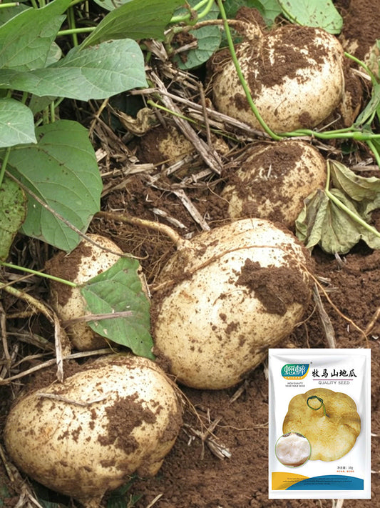 Mumashan Jicama