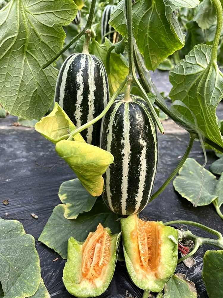 'Boyang No.9' Sesame Honey Melon