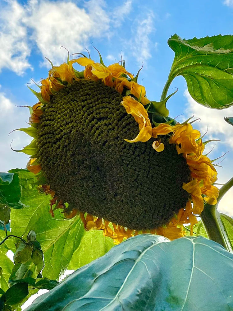 Short-stemmed Oil Sunflower