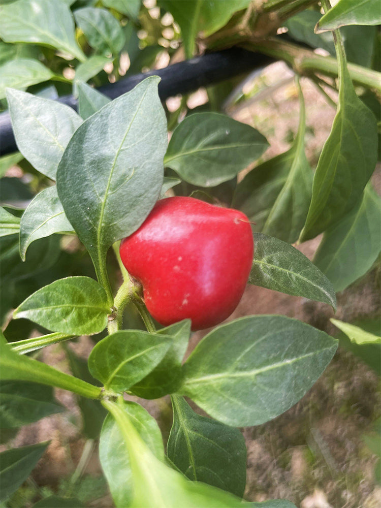 Jinjiao Hongtanzi Chili Pepper