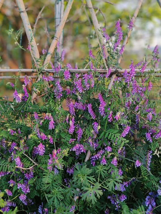 Long-haired Vetch