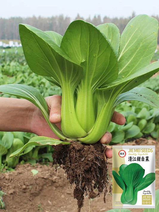 Qingjiang Sweet Pak Choi