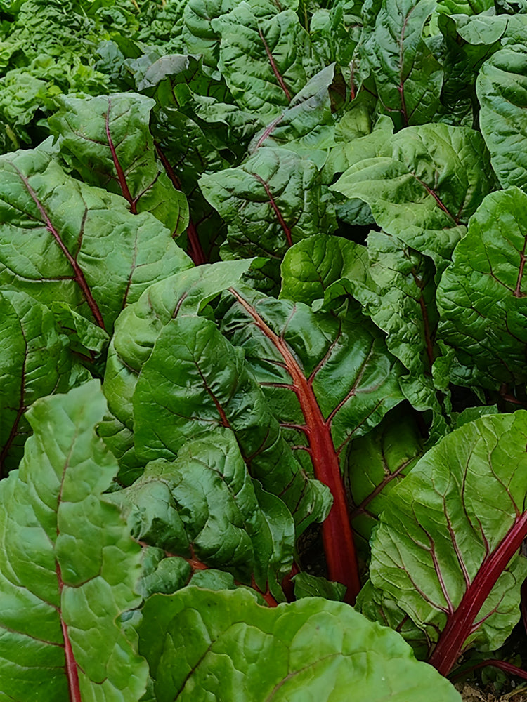 Jiemei Red-Leaf Beet