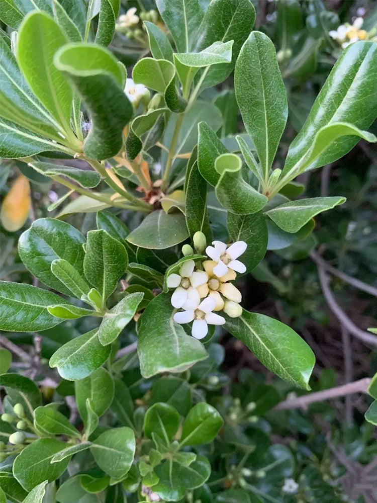 Pittosporum tobira