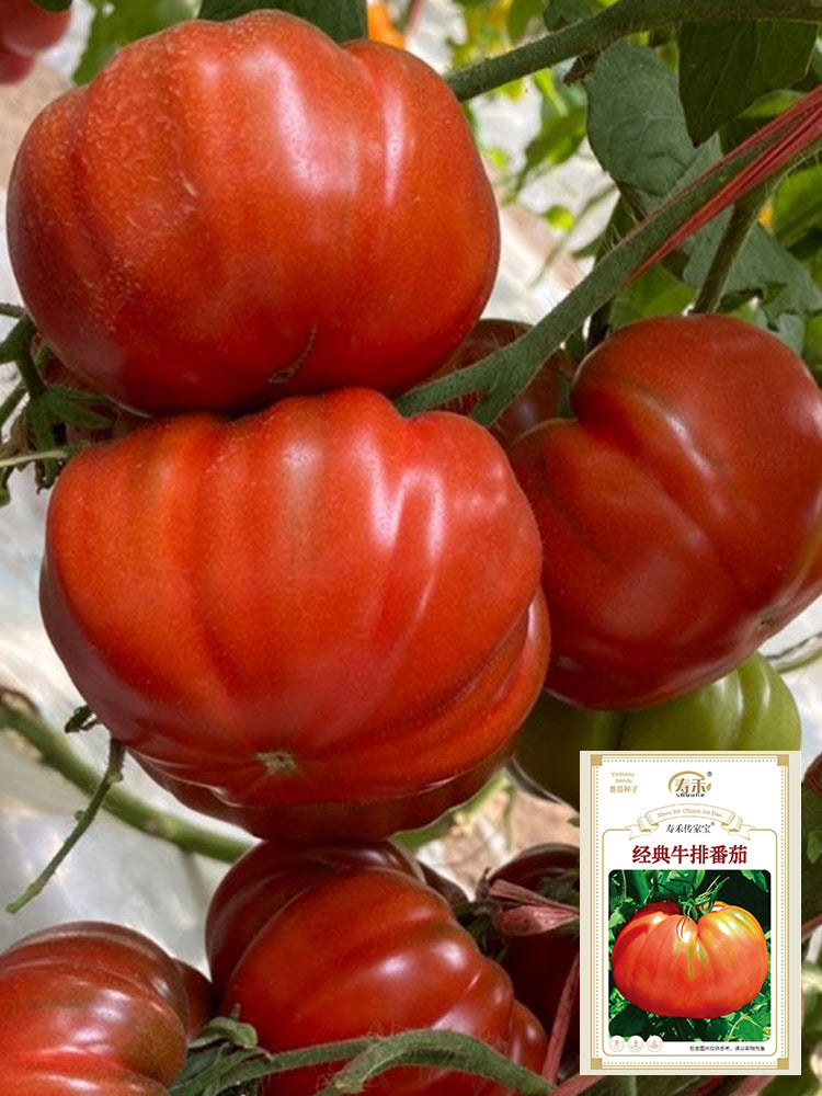 Classic Beefsteak Tomato