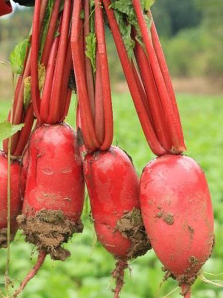 'Guanhong No.3' Radish