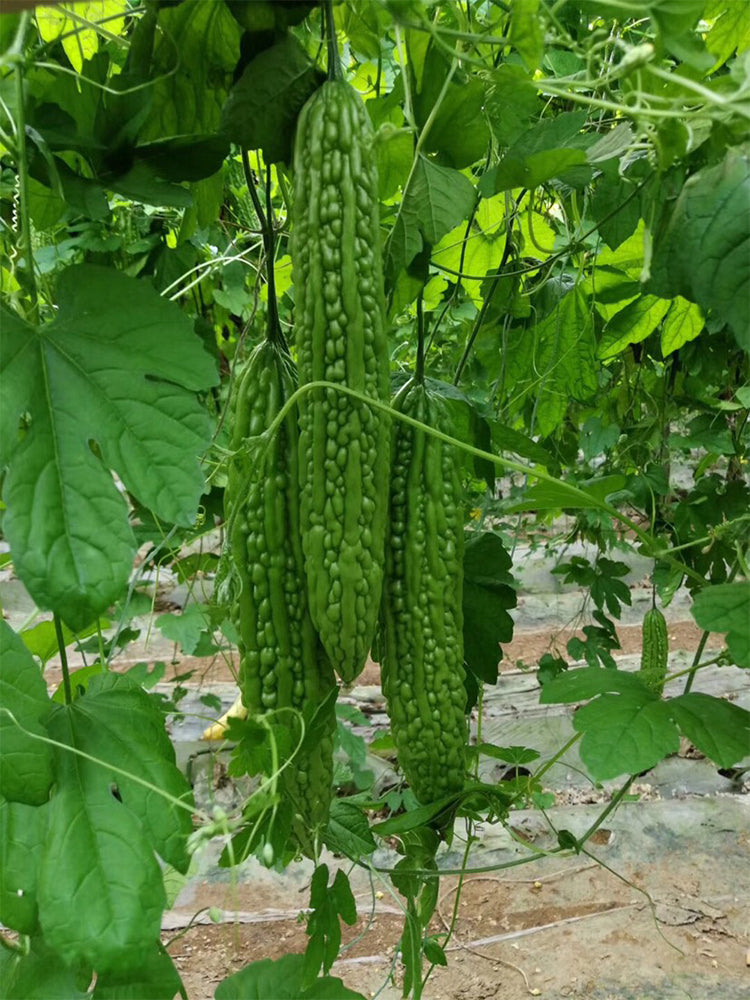 'Lvjinlong' Bitter Melon