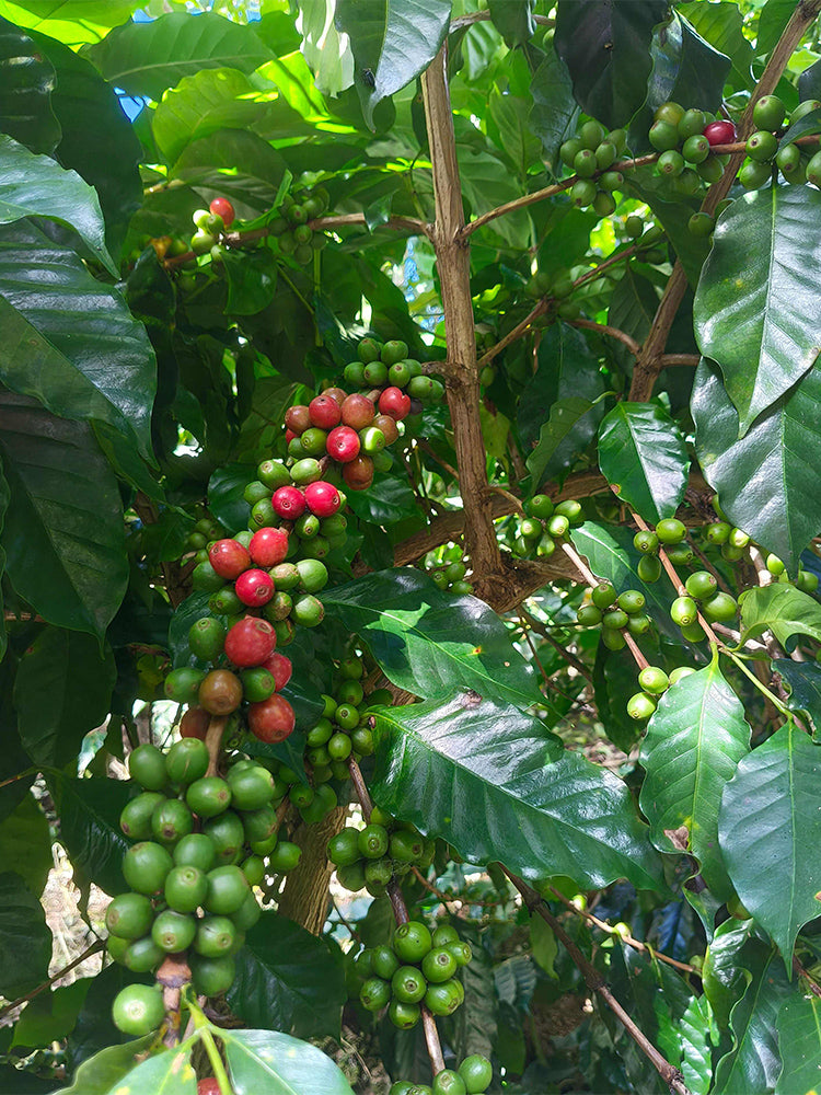Yunnan Pu'er Catimor Parchment Coffee