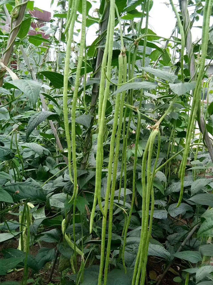 Three-foot Green Cowpea