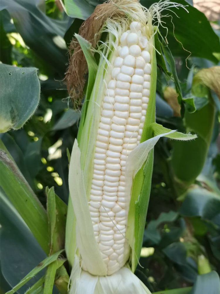 White Sweet Glutinous Corn