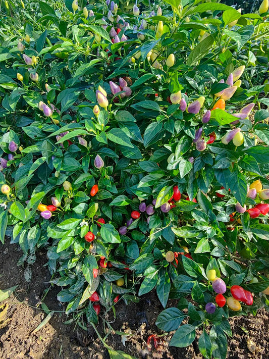 Colorful Bullet Pepper