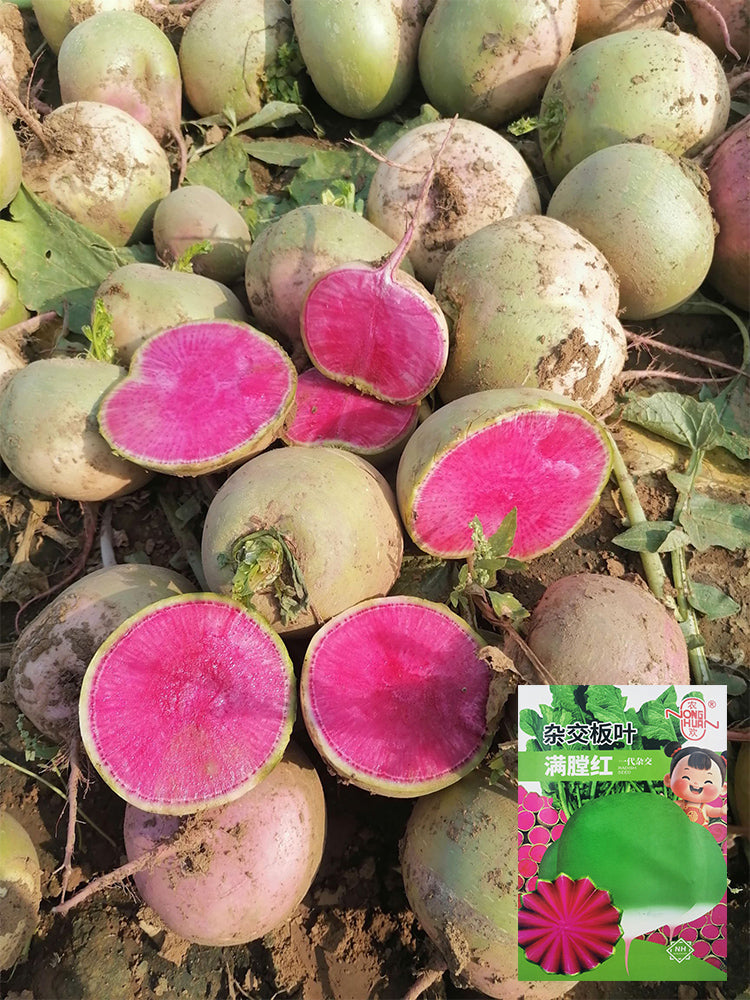 'Xinlimei' Red Heart Radish
