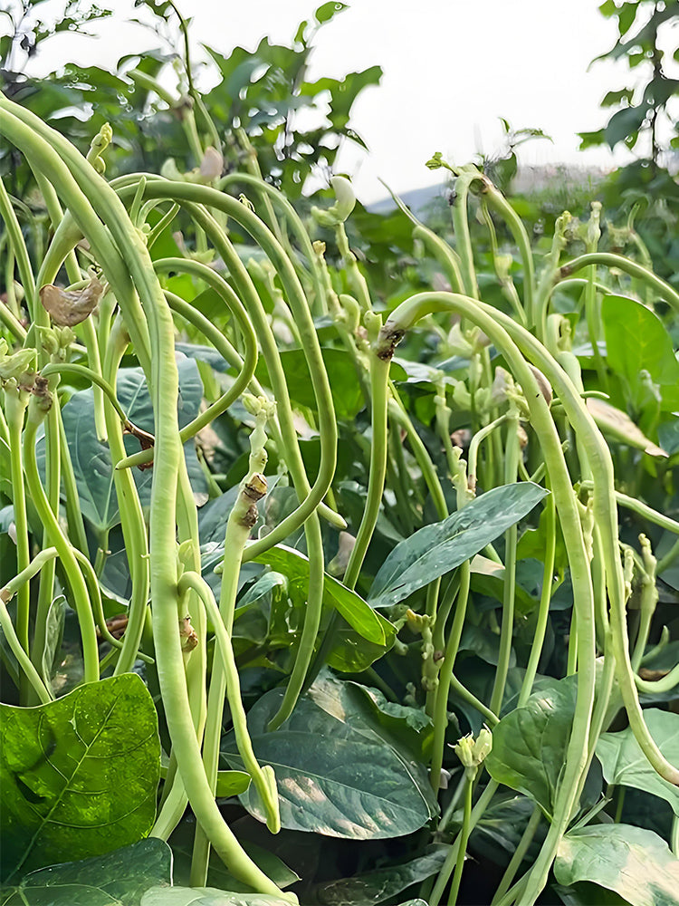 'Jiefeng' Dwarf Long Bean