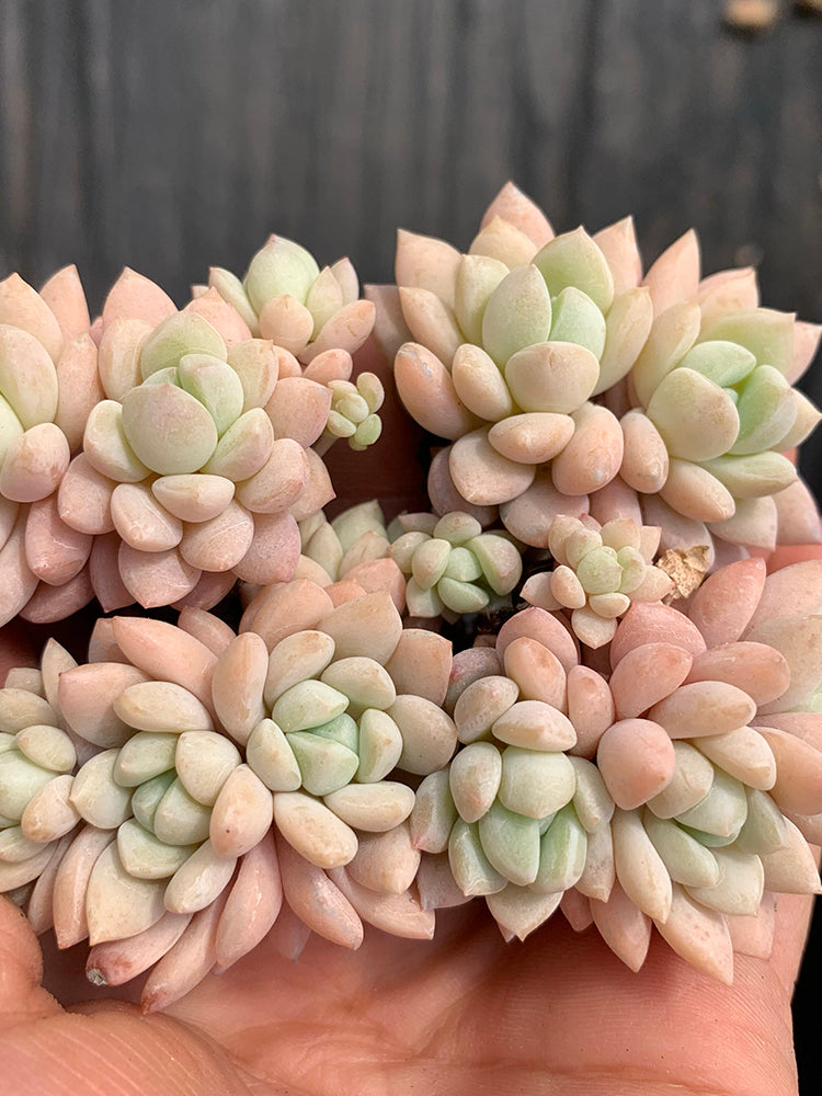 Echeveria 'Jade Ruyi'