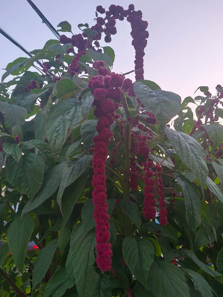 Red Love-Lies-Bleeding