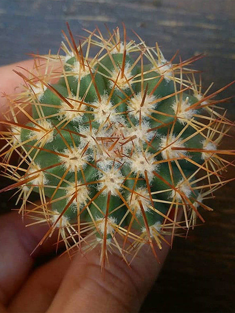 Melocactus broadwayi