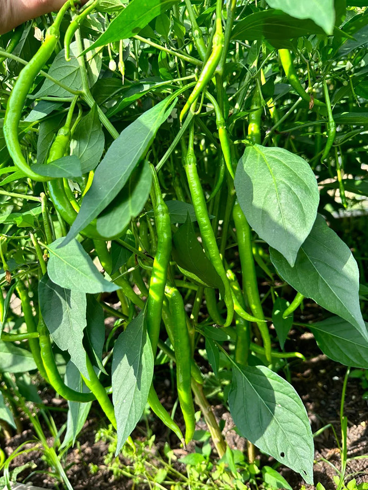 Spicy Red Line Pepper