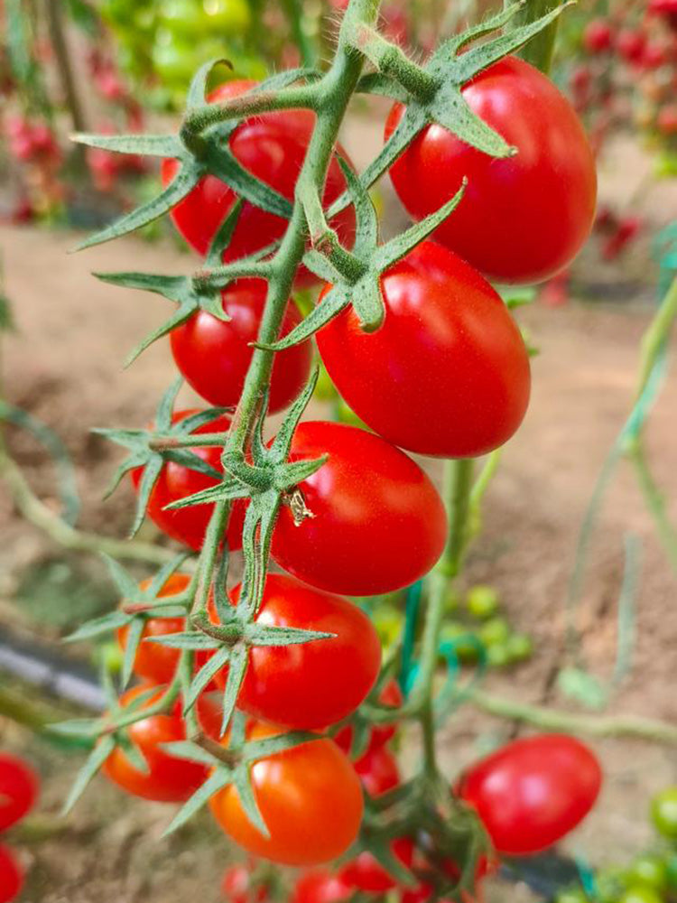 Red Saint Cherry Tomato