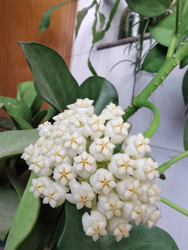 Hoya pachyclada