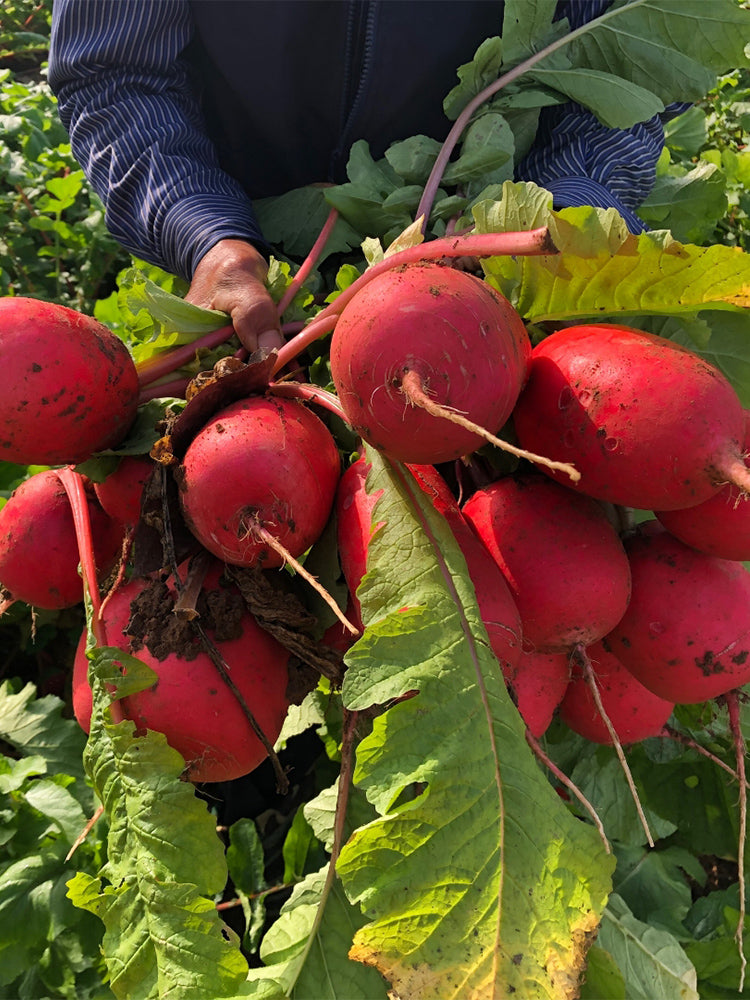'Guanhong No.3' Radish