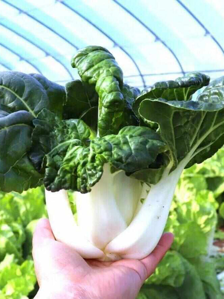 Fresh Sweet Bok Choy