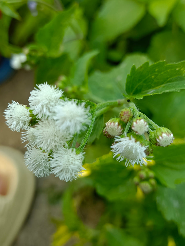 Large-Flowered Ageratum (White)