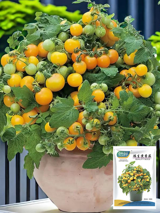Potted Dwarf Yellow Tomato